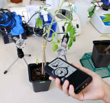 Research finds that when  plants talk, insects listen